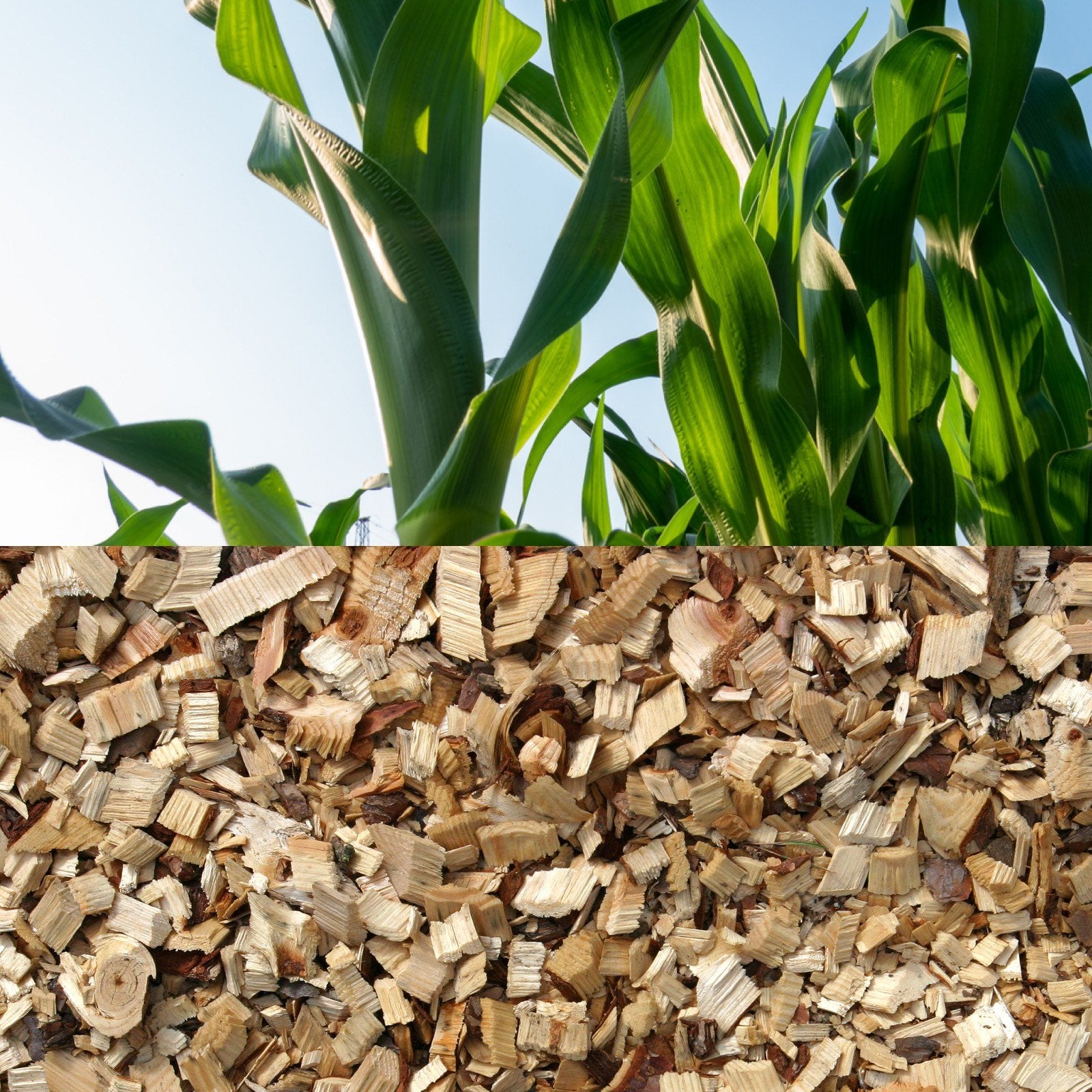 BioFoam® and Tencel®