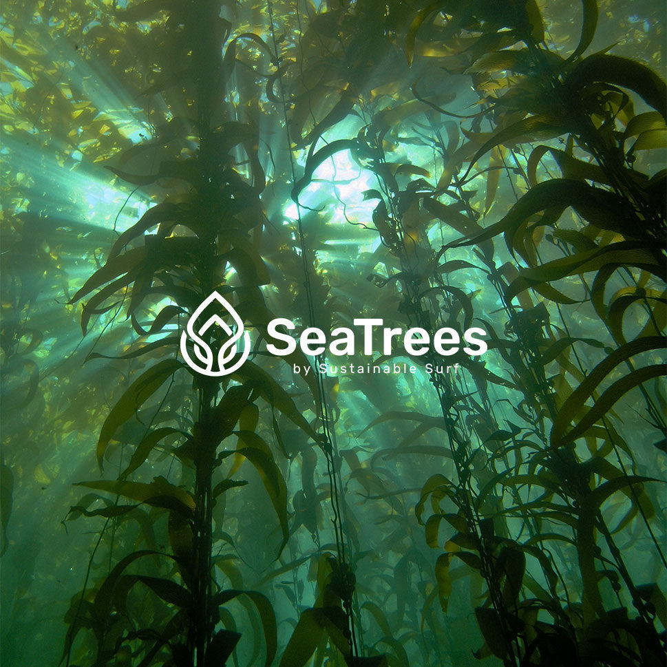 Sea Trees by sustainable surf