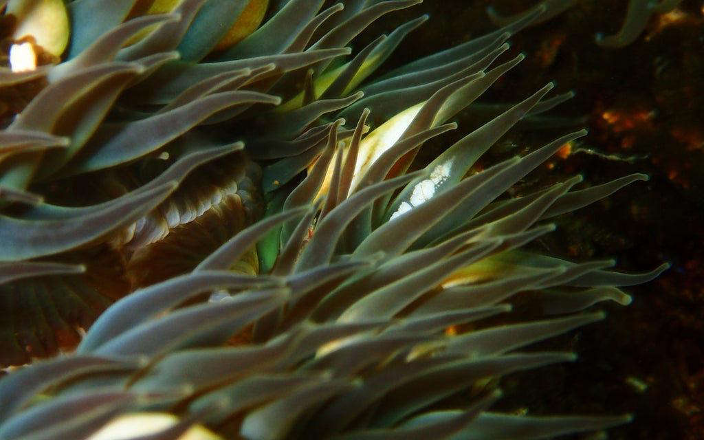 SeaTrees by Sustainable Surf, Brentwood Home, Kelp Forests, Crystal Cove